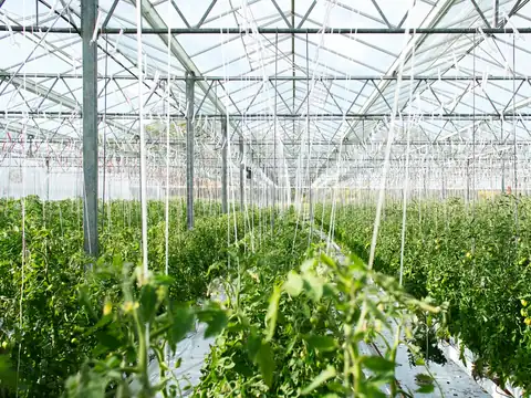 Netting and sheeting over a growing tunnel